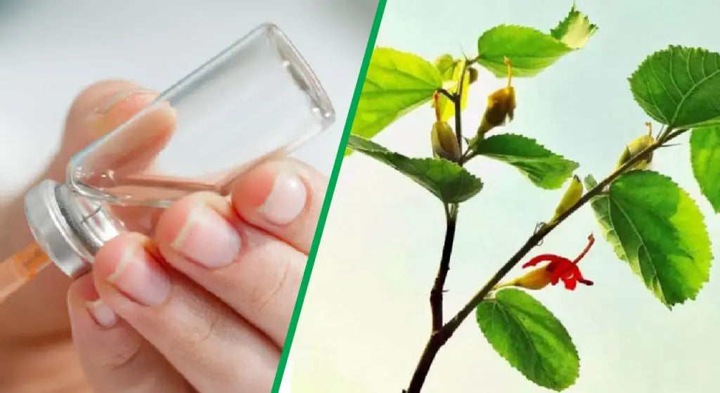 Effective Benefit of Gudmar (Gymnema sylvestre) In Reducing Insulin Resistance