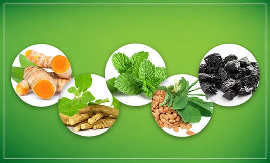 5 Must Have Herbs In Every Home The Power Of Nature At Your Fingertips