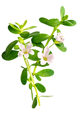 Brahmi herbal extract product