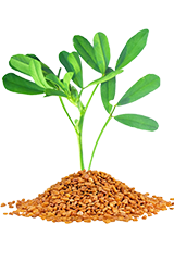 Fenugreek seeds image with clear details