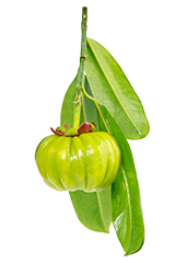 Garcinia Cambogia supplement packaging