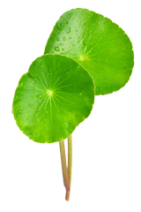 Gotu Kola extract supplement packaging
