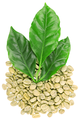 Green Coffee Bean Extract product image