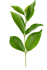 Gudmar herbal extract product image
