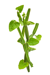 Hadjod herbal supplement packaging