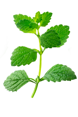 Menthol herbal extract product image