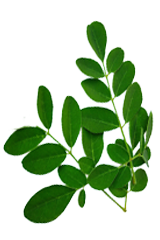 Moringa leaf extract packaging