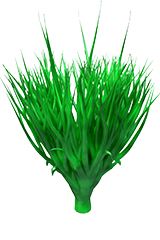 Pure Spirulina extract for immunity