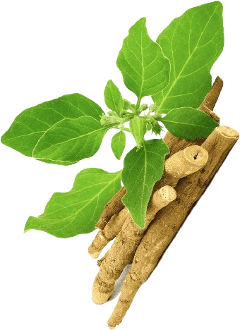 Ashwagandha supplement product image