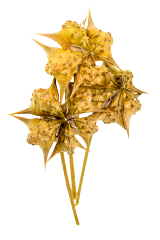 Gokshura herbal supplement product
