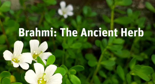 Brahmi: The Ancient Herb for Mind and Body