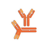 <p>Adaptive immunity makes antibodies and T-cells to destroy infected cells and help clear the infection.</p>